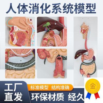 人体消化系统模型消n化道胃剖面鼻咽喉胃解剖模型肛肠科大小肠