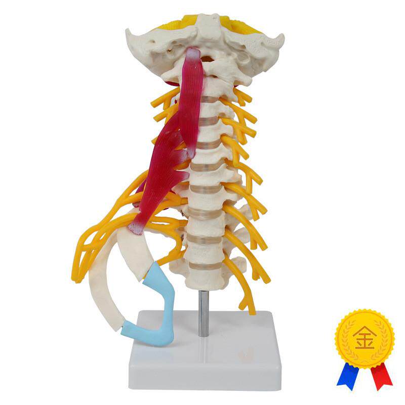 人体颈椎模型枕骨小n脑脊髓神经肌肉肋骨寰椎枢椎麻醉解剖正骨医