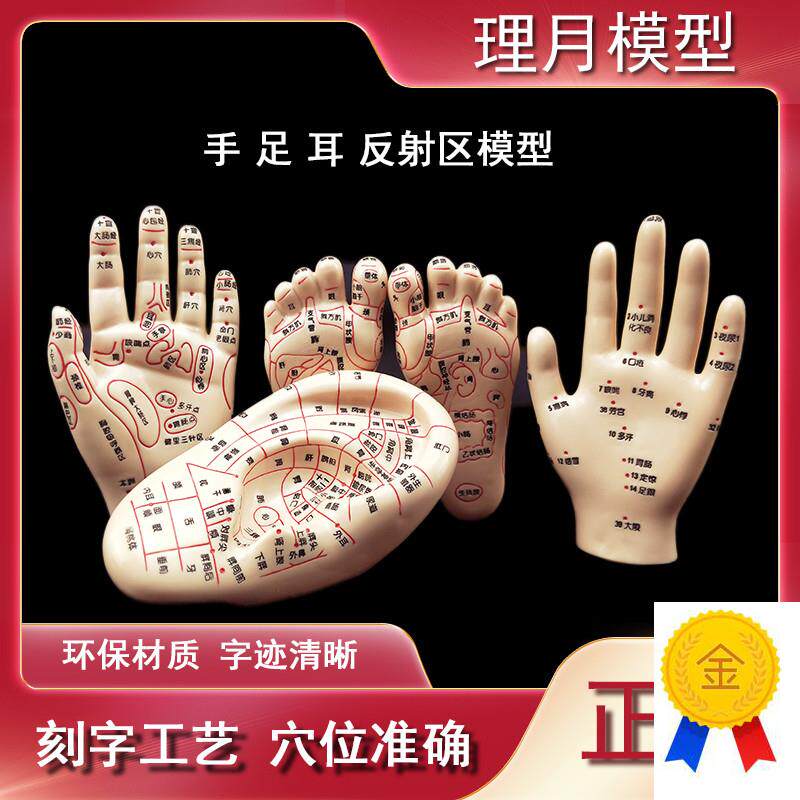 脚穴位模型足部底耳模耳朵手经络手部推拿K针灸足底脚模反射眼睛