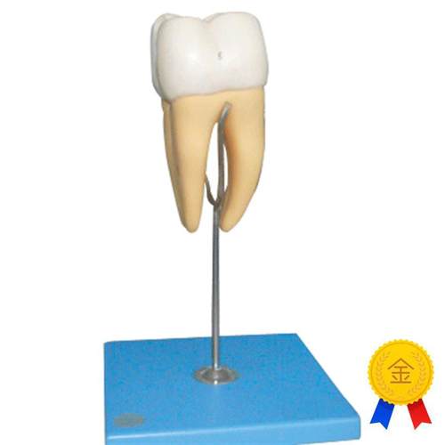 磨牙解剖c放大模型B10005/1