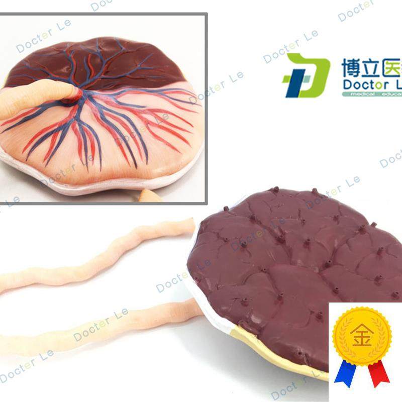 人体胎盘脐带人体内脏医学解剖模型生殖系S统模型解剖模型