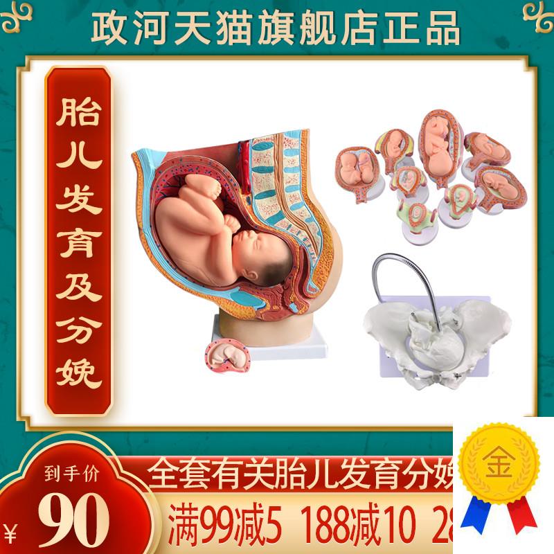 政河九月胎儿发i育过程模型女性分娩生产骨盆骨骼子宫器官结构解
