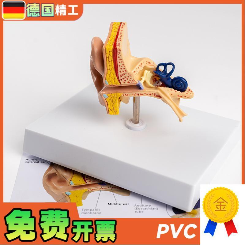 德国】耳朵结构模型耳解剖模x型外中内耳部听觉系统耳朵构造教学