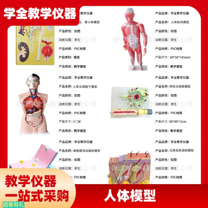 人体模型生物模型初高中生物实验器材中学生物教学教学模型展示