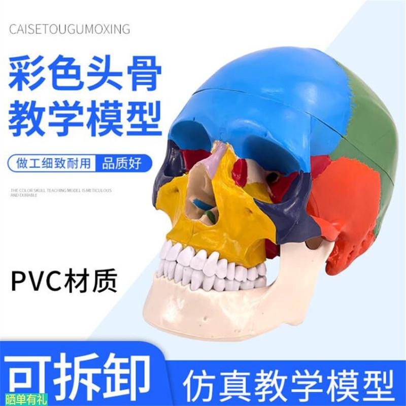 人体头颅骨模型 头颅骨着色模型 头骨骨性分离模型 彩色头骨模型
