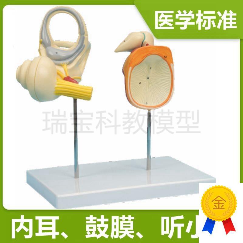 人体耳朵模型内耳迷m路可拆卸鼓膜听小骨听觉器官临床医用教学标