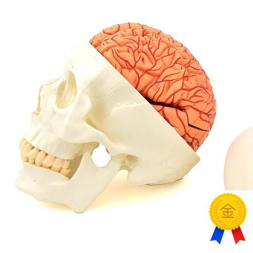 ENOVO颐诺i头颅骨附脑动脉模型颅脑动脉血管大脑解剖头骨模型