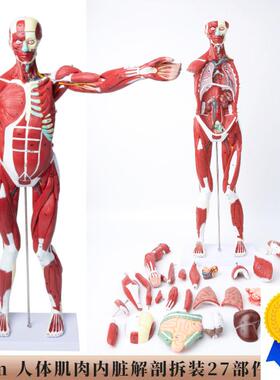 人体全身肌肉附内j脏器官解剖模型医学人体肌肉模型85CM肌肉人模