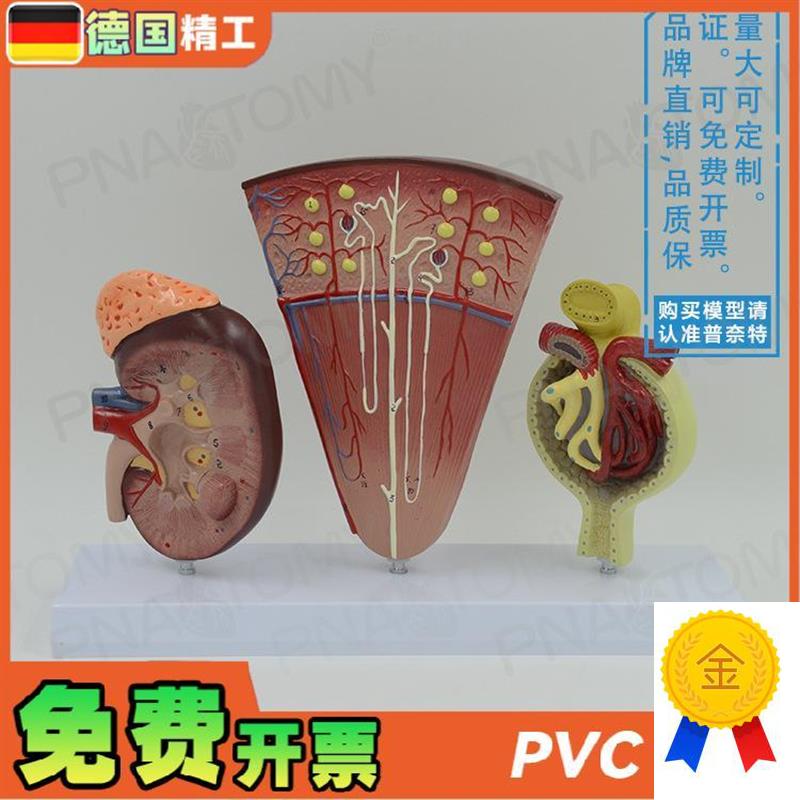德国】人体立体肾脏解剖模型y肾与肾单位肾小球泌尿系统泌尿科男