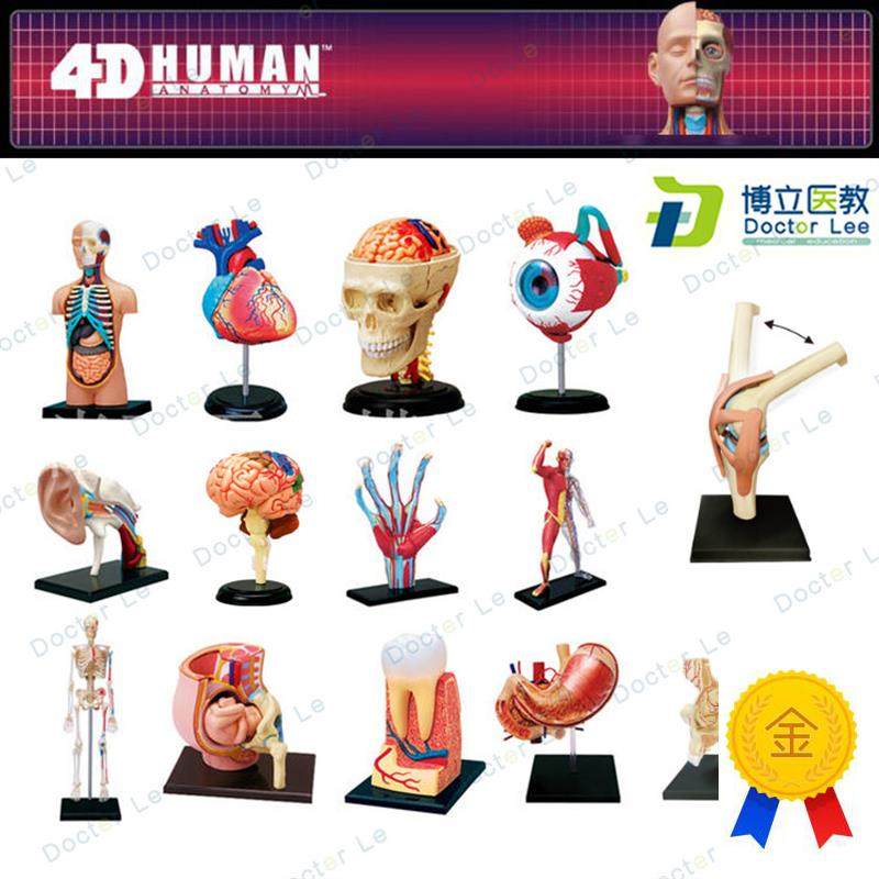 4DMASTER拼装人体模型内脏脑颅骨肌肉手骨架眼耳牙W胃心脏妊娠膝