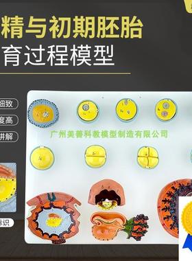 受精与初d期胚胎发育过程模型A42003