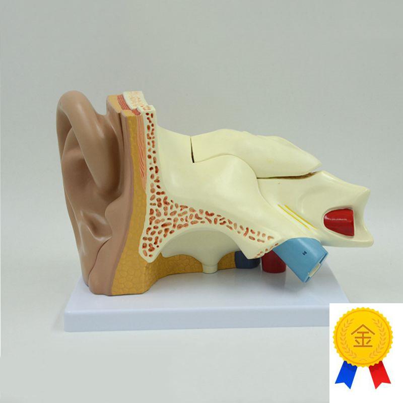 人体耳朵模型采耳店挖p耳培训耳蜗迷路鼓膜内耳结构放大5倍可拆卸