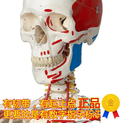 ENOVO颐诺医学170CM人体骨骼模型肌肉骨架标本R解剖脊柱骨科教学