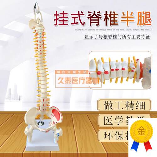 人体脊柱模型人体骨骼模型脊椎45CM带颈M椎胸椎尾椎椎骨骨盆模型