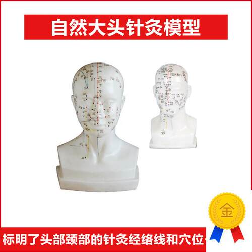 自然大头部针灸i模型头部四功能针灸模型20cm头部颈部针灸穴位