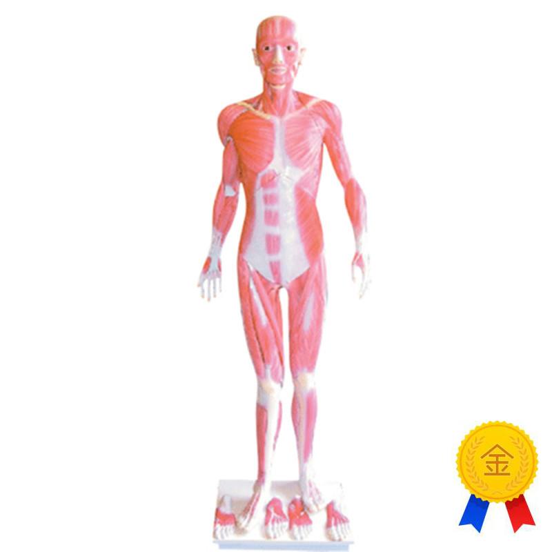 人体全身肌肉解剖模型
