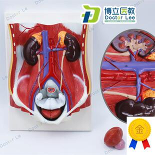 人体男女性泌尿系统模型膀胱腹腔后腹J壁解剖肾脏模型前列腺模型