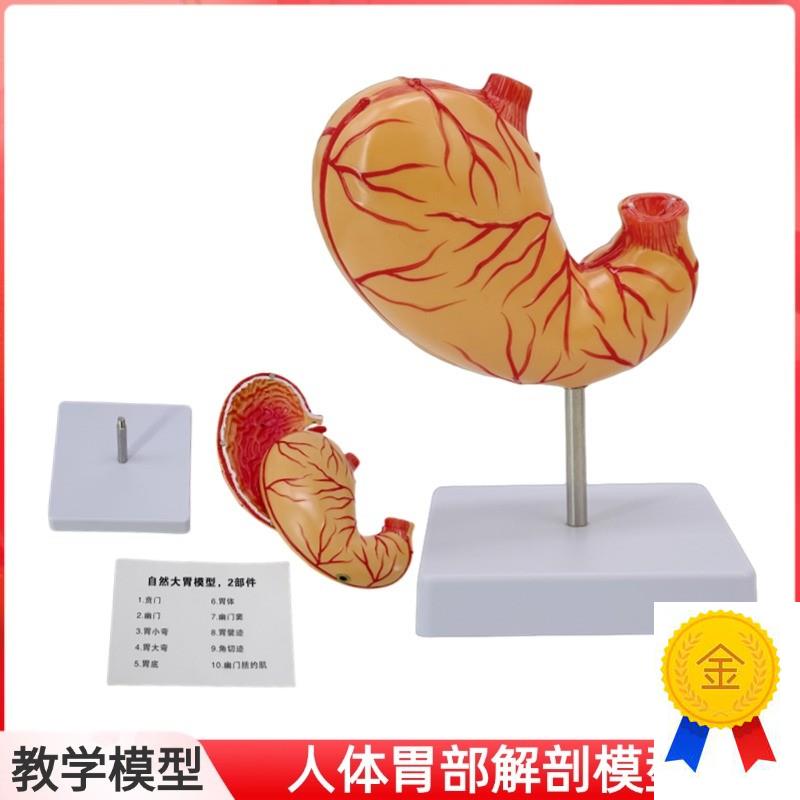 自然大胃模型仿真k拆卸2部件胃粘膜消化系统胃血管神经肌肉医生用