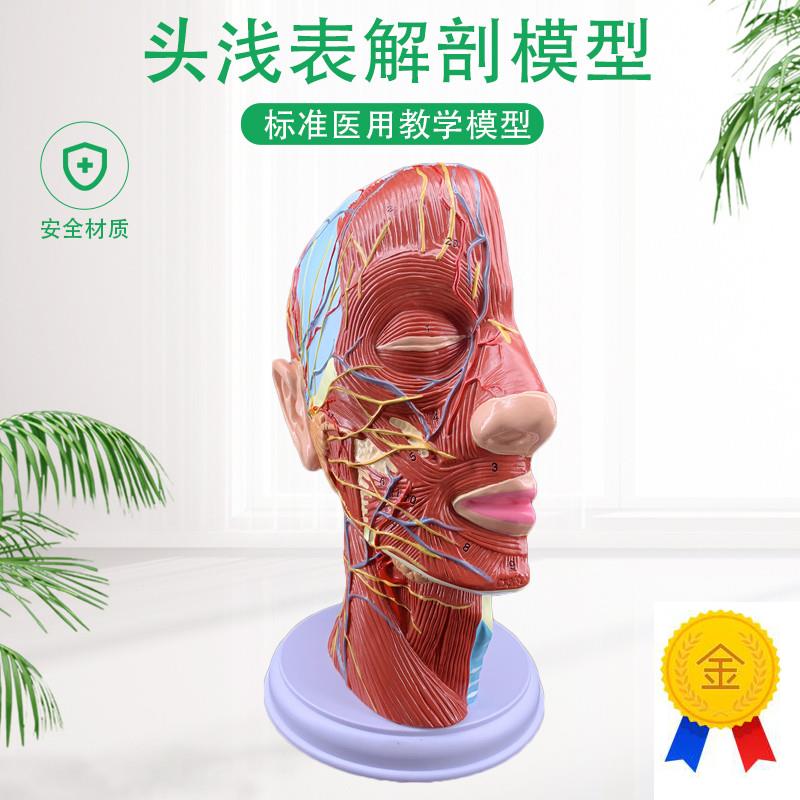 人体头骨带肌肉神经血s管模型型美容面部神经微整形医学解剖