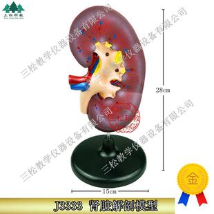 人体肾模型肾解剖自然大人体肾脏模型肾脏演Y示内脏模型