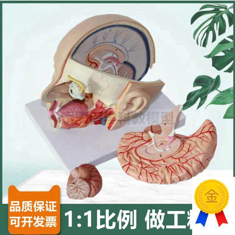 头部解剖模型脑可拆面部微整w形医美鼻咽喉口腔舌头牙科局部颅脑
