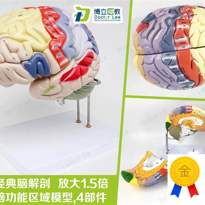 专业医学人体大脑解剖模型脑v功能放大1.5倍带标示教学脑科脑皮层