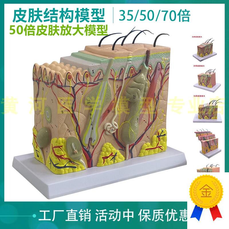 皮肤结构解剖模型教学组织层次立体构F造微整形缝合美容医学模具