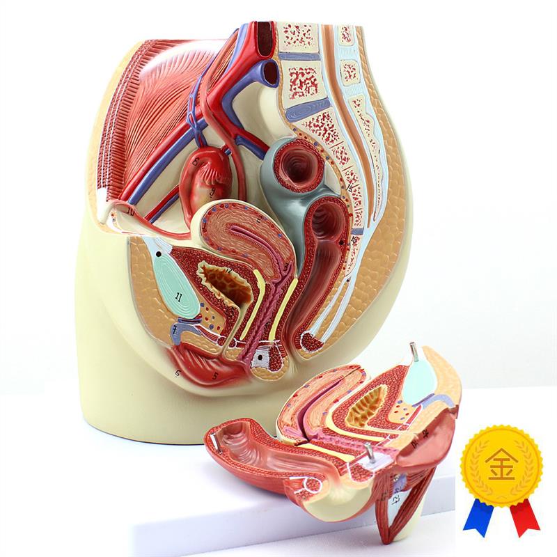 ENOVO颐诺女性盆腔解剖模型人体生殖I泌尿系统子宫妇科医学模型骨