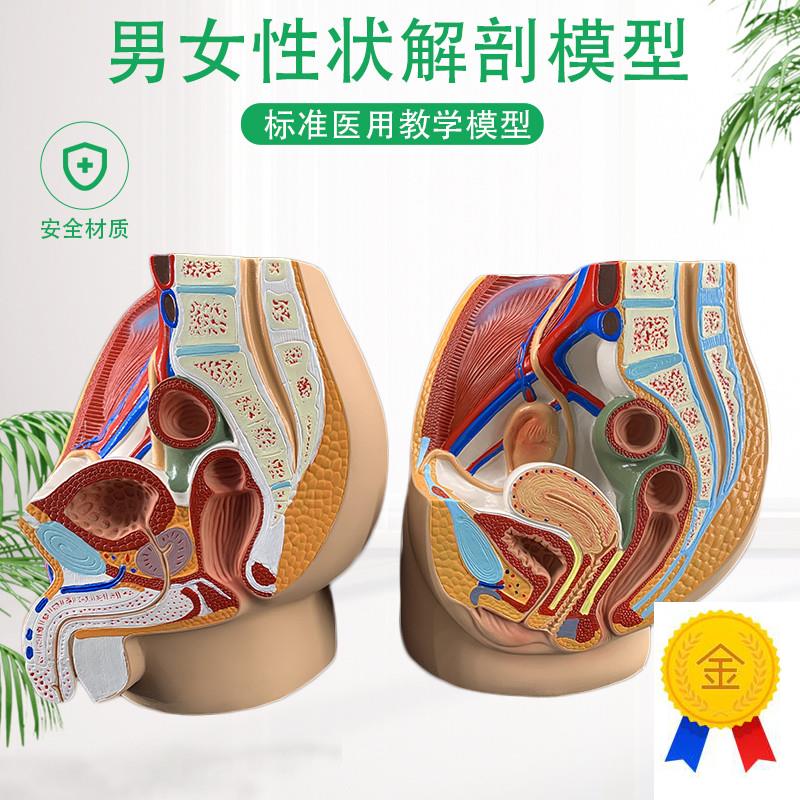 教学女盆腔模型女性泌尿生殖系统标本正I中矢状切人体解剖教学模