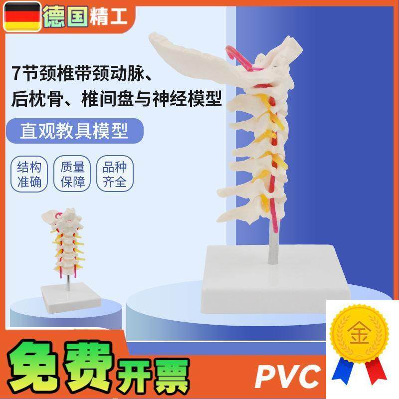 德国】人体7节颈椎n带颈动脉后枕骨椎间盘与神经模型颈椎模具