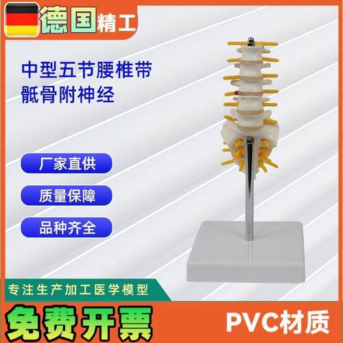 5节中型腰椎带骶骨模型人I体骨骼模型教学模型