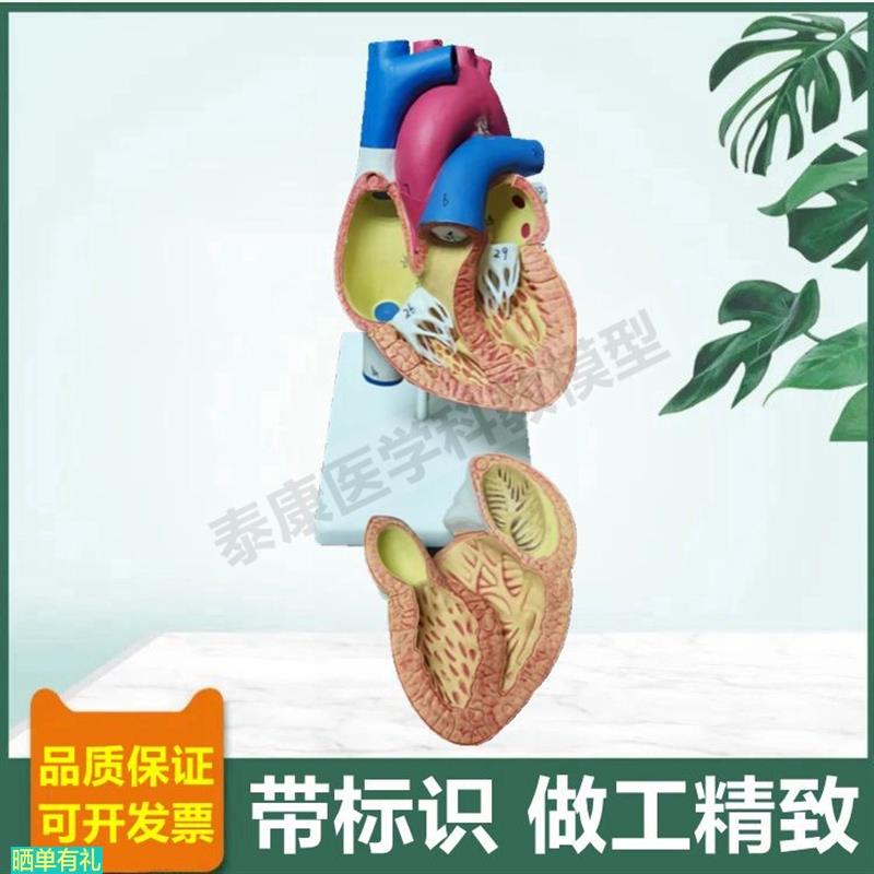 人体心脏模型可拆卸冠状动脉血管心脏B超彩超教学临床循环三尖瓣