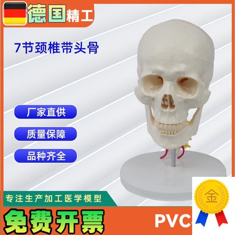 7节颈椎带头骨o模型人体头骨模型骨科教学模具