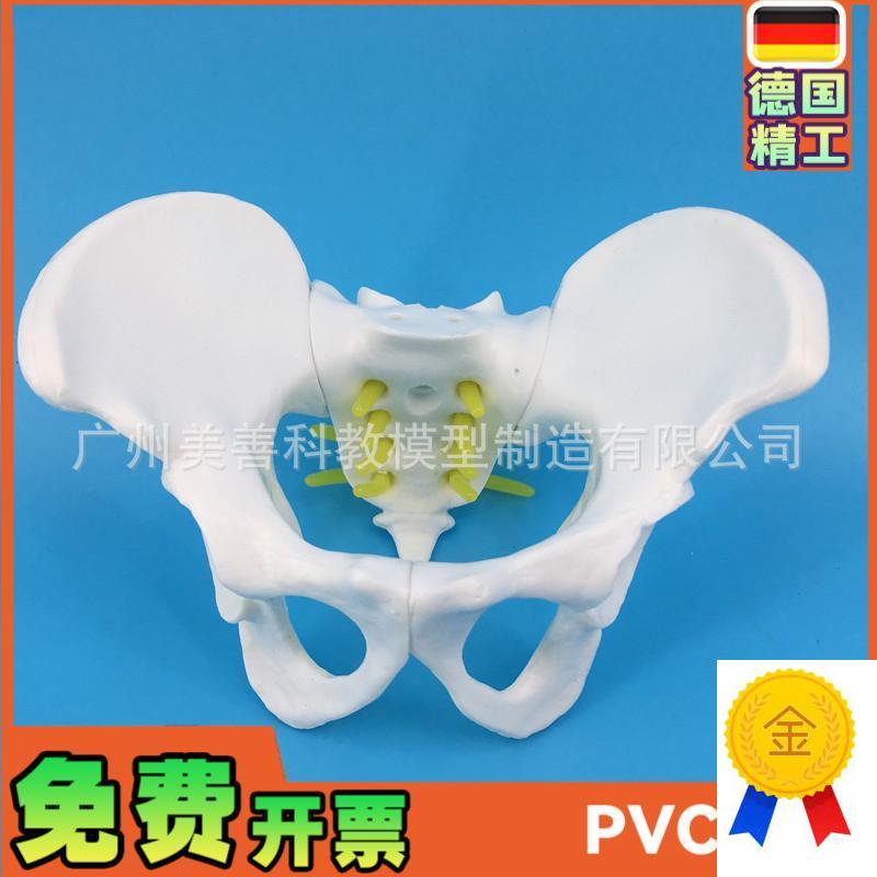 小型女性骨盆妇科检查模型骨盆标本骨盆L演示模型女性盆骨模型