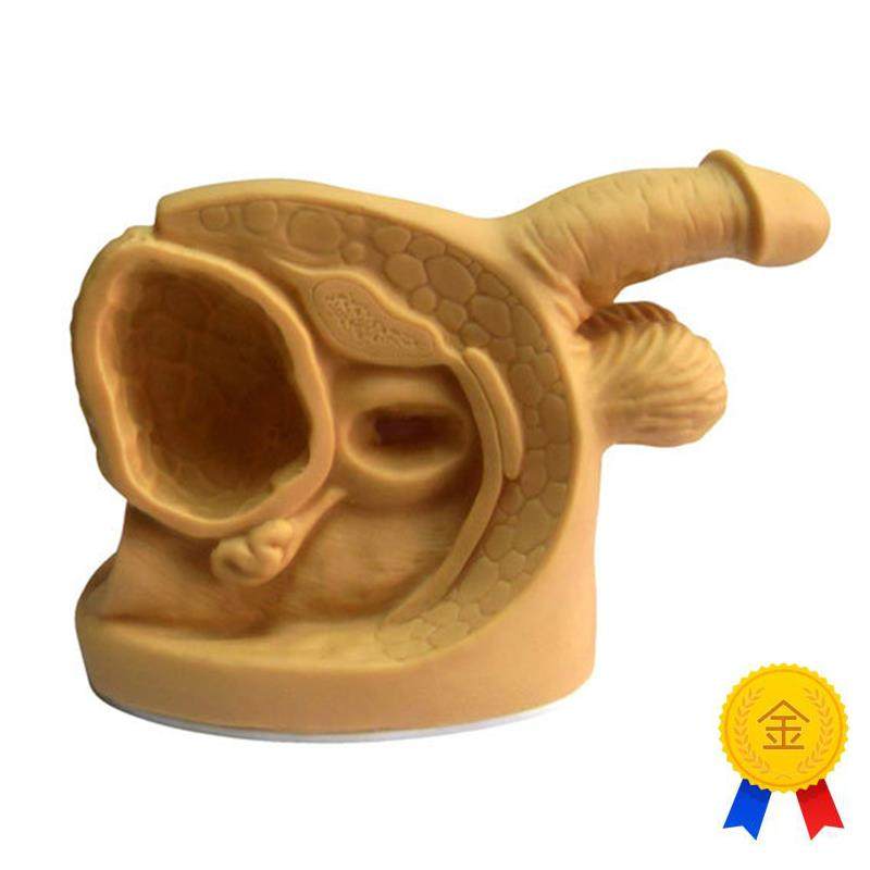 高级男性a内外生殖器模型男性导尿模型医用导尿模型男性器官模型