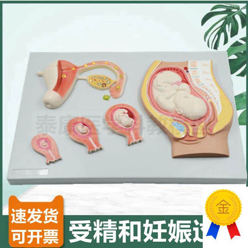 受精卵形成模型精子卵子结合胚胎妊娠发育过O程生殖产科教学染色