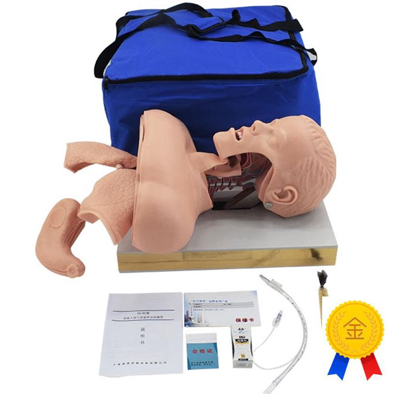 成人气管插管模型人体气道A插管模具带解剖结构教学模型