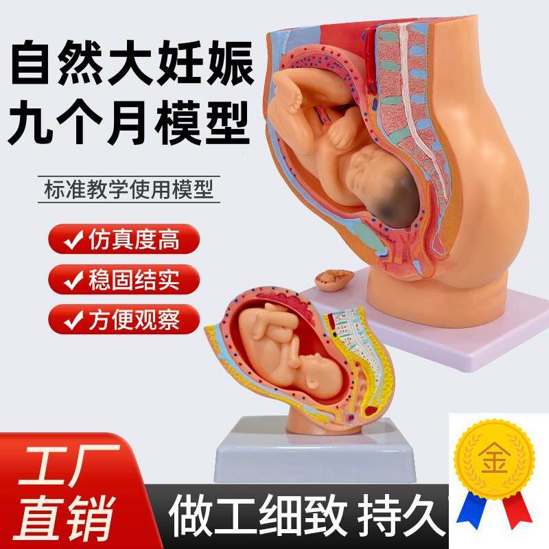 女性盆腔b自然大妊娠九个月胚胎模型分娩直观计划生育胚胎发育教