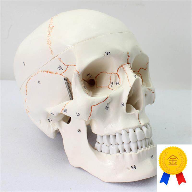 颐诺正品医用人体头o头颅骨模型标本骨骼模型学生用品用具模型礼