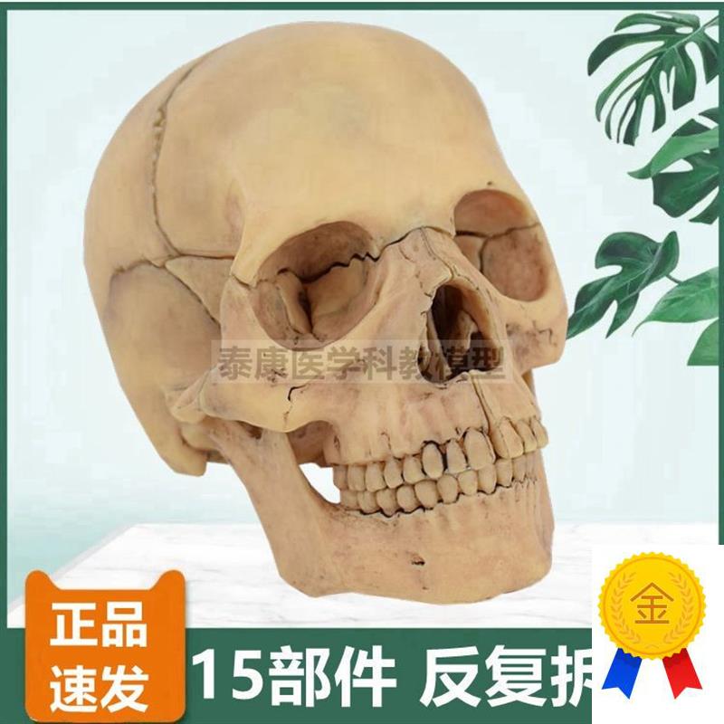 人体头骨模d型拆卸15件可拼装颅底口腔牙医面部微整形早教玩具仿