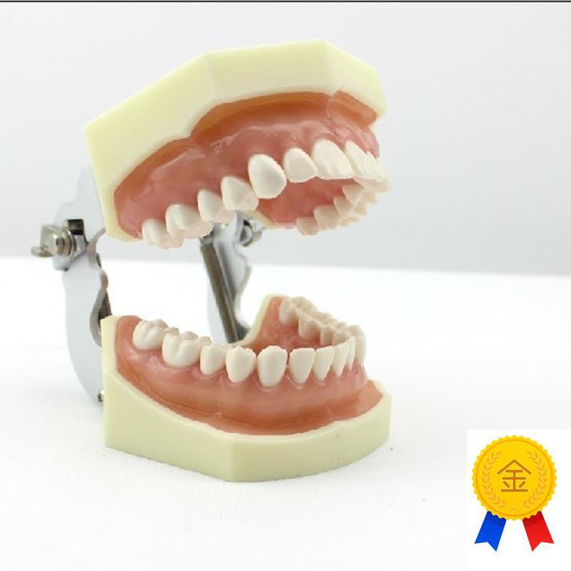 颐诺正品口腔修复模型齿科备牙体D窝洞制备排龈仿真离体牙执业考