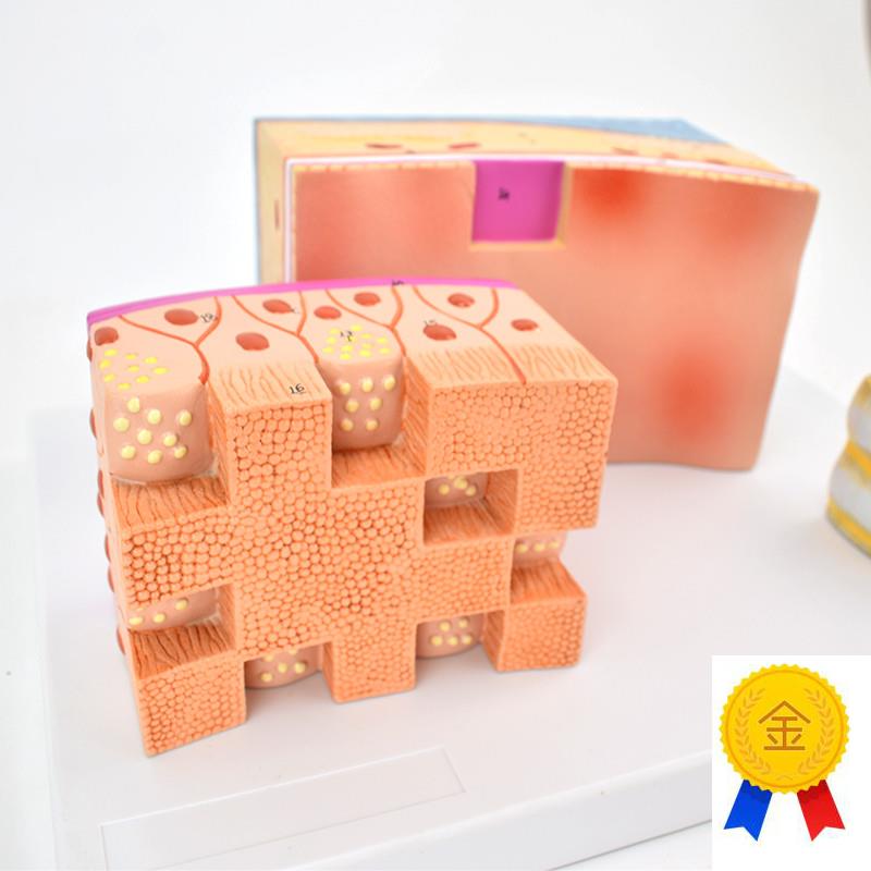 ENOVO颐诺人体气管解剖结构模型气管H壁喉解剖医学音乐教学学习喉