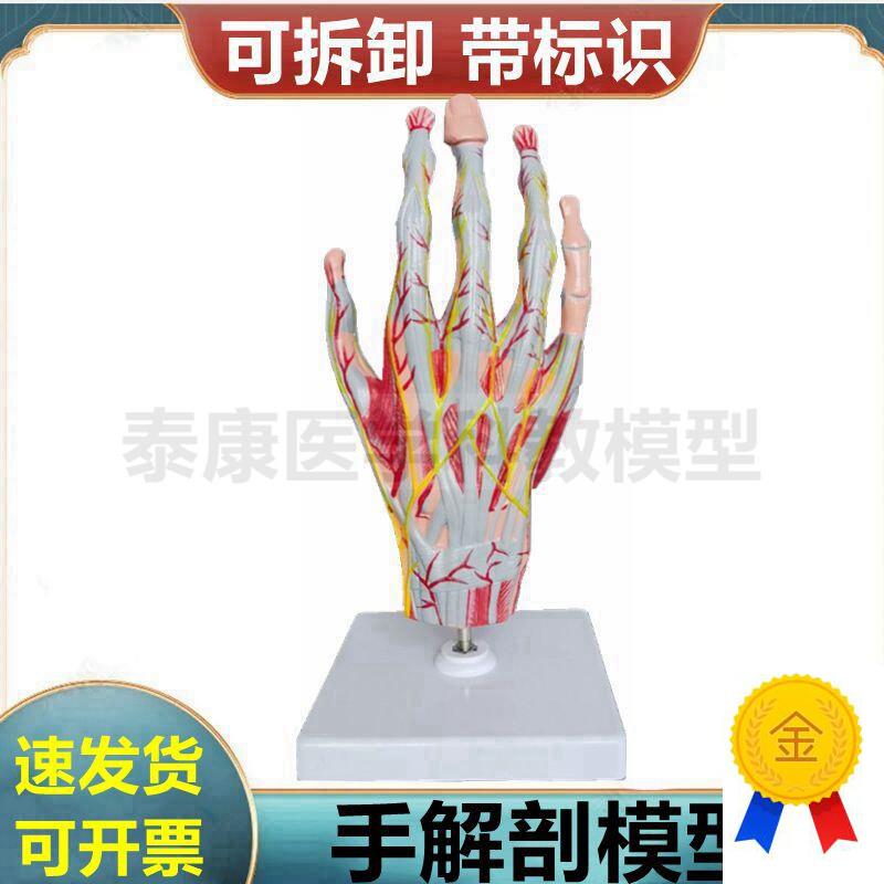 手部肌肉解剖模型手骨关节筋C膜肌腱血管神经外科临床教学