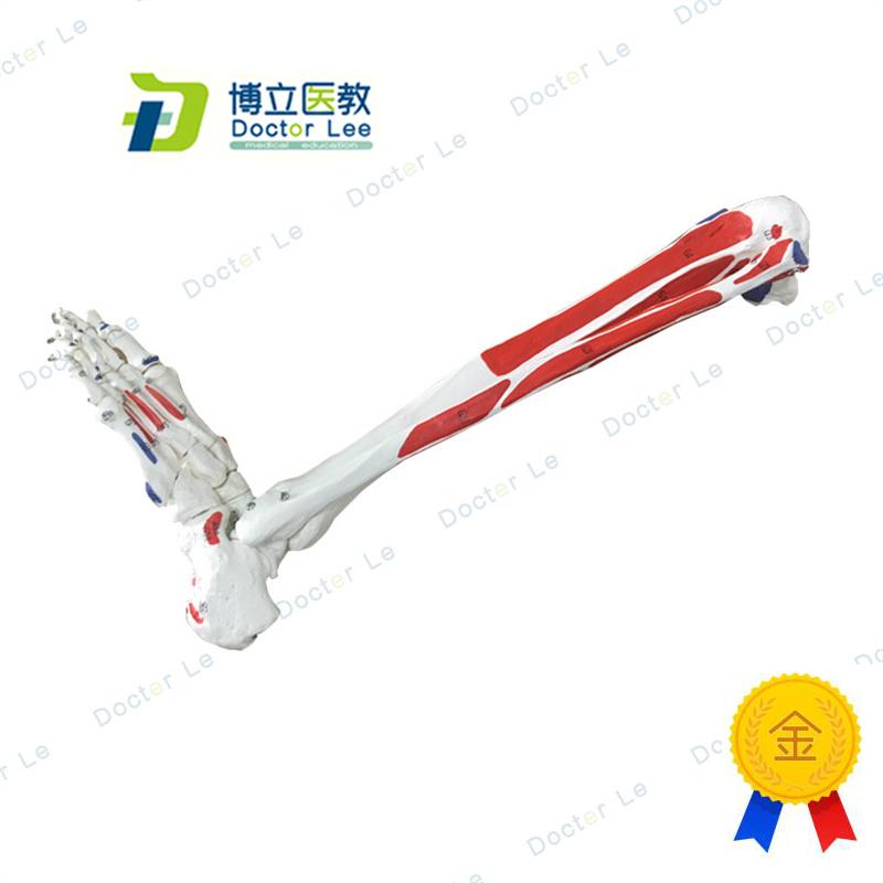 人体腿骨下肢模型仿真人体脚A模型下肢大腿骨脚掌模型标本