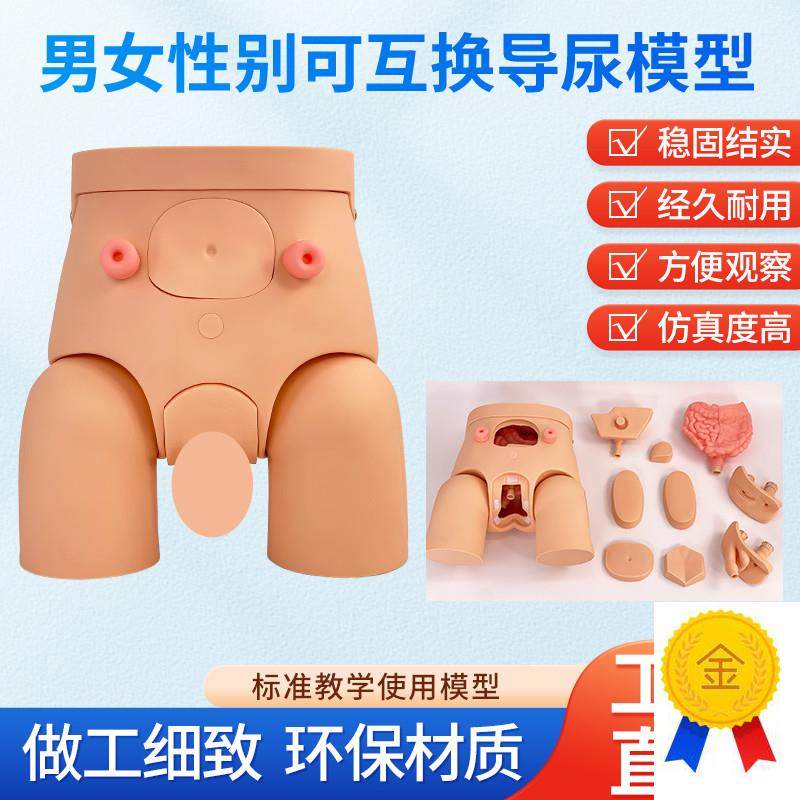 导尿模具高级男女可互换内外生殖器导I尿模型导尿直观练习模具