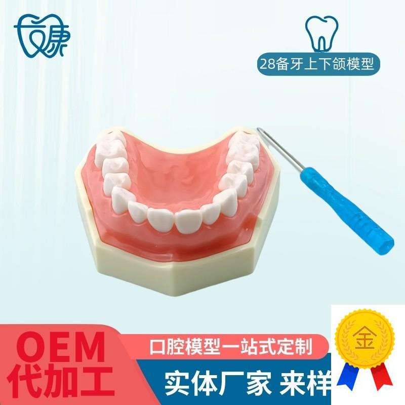 备牙模型开髓牙仿真种植牙u科牙粒口腔离体牙树脂牙考试专用牙包