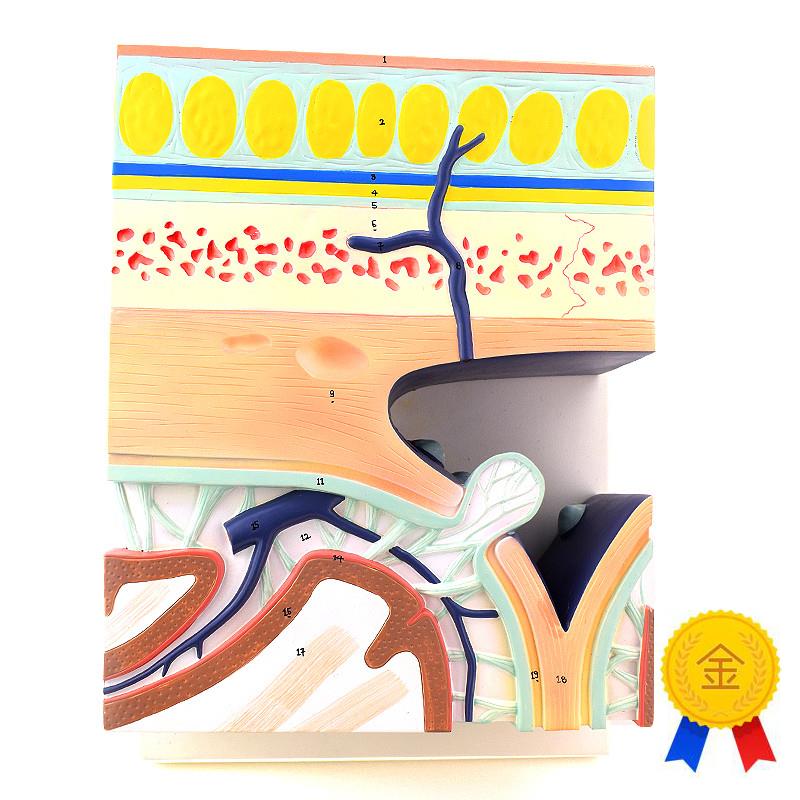 ENOVO颐诺颅底模型人体头颅y骨模型硬脑膜窦头皮层次解剖结构头皮