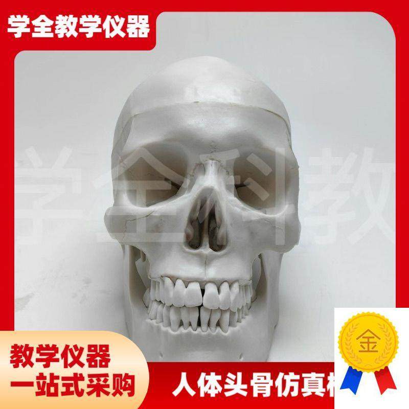 人体头骨a仿真模型骷髅可拆卸头颅医学教学用具颅骨美术医用摆件,文具电教/文化用品/商务用品,教学仪器/实验器材,淘宝优惠券,粉丝福利购,淘宝优惠卷