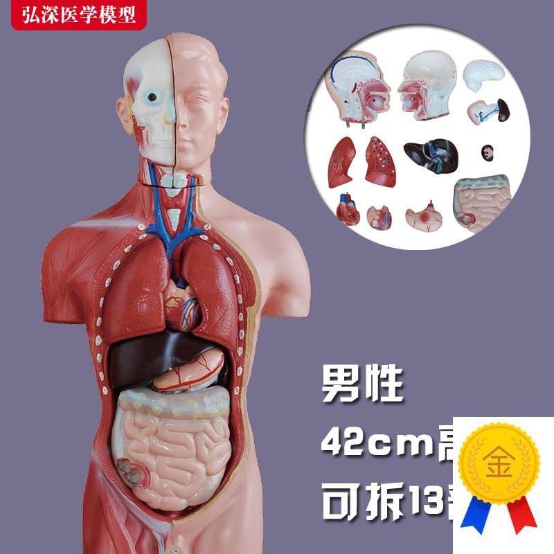 躯干模型人体内脏l胸腹部器官解剖男性五脏心肝脾肺肾结构教学玩