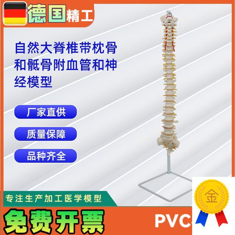 人体自然大脊椎模型t合集人体骨骼模型教学演示用品